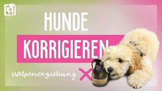 Hunde korrigieren - Fehlverhalten abgewöhnen, aber richtig!