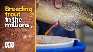 Breeding trout in the millions to be released into the wild | Amazing Australia | ABC Australia