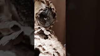 ОПАСНОЕ СОСЕДСТВО. ДОМИК ШЕРШНЕЙ.