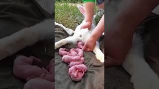 Cute rabbit | baby rabbit growth video #animals #rabbit #pets