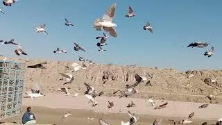 سنگت زبردست مقابلہ 1500روپے مار سیدماچھی شودیا استاد
