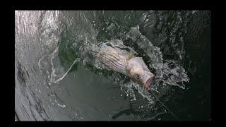 Light Tackle Inshore Striped Bass madness to kick off 2025!!