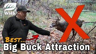 Best Way To Attract A Big Buck To Your Stand