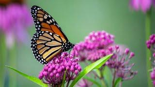 Did You Know: Are Monarch Butterflies Going Extinct? | Encyclopaedia Britannica