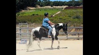 Spotted Saddle Horse/ Tennessee Walking Horse - Sport  - Gaited Horse Training