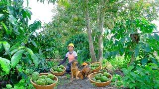 Harvesting Soursop Goes To Market Sell - Growing Bitter Gourd, Cooking, Daily Life | Tieu Lien