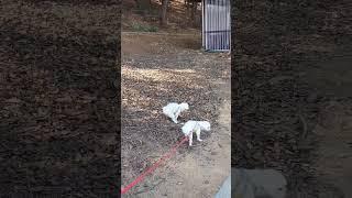 #황금확인#뒷처린깔끔#산책엔기본이쥬#푸하하하~