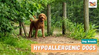 Hypoallergenic Dogs: 20 Cutest Dogs For Families With Allergies