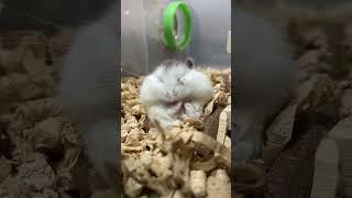 sit down Roborovski Dwarf Hamster #shorts #hamster #Roborovskii  #Dwarf