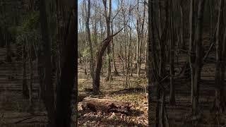 #ancientmounds #ancientvillages #oldrivers #batesvillemounds a great #park for a hike and #history