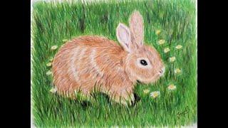 How to Draw a Rabbit | Bunny with Colored Pencils Step by Step for Beginners