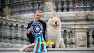 The Ideal Diet for your Chow Chow | What do Chow Chow’s eat | Chow Chow nutrition and diet