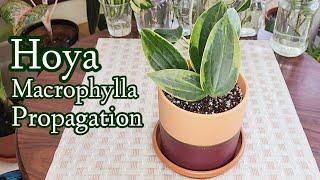 Hoya Macrophylla From Water to Soil