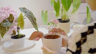 Taobao Pinduoduo unboxing｜Beautiful plants and storage｜Decorating my home🪴