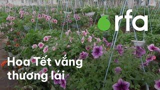 Chủ các vườn hoa Tết miền Trung lo lắng vì vắng thương lái