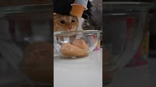 cooking with cats ② #cat #猫