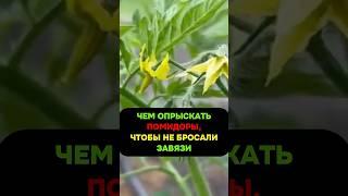 Чем опрыскать помидоры в цветении, чтобы не сбросили завязь #помидоры #огород #сад #подкормка