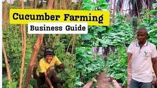 how to start a cucumber farming business from start to finish| Growing cucumber in Ghana