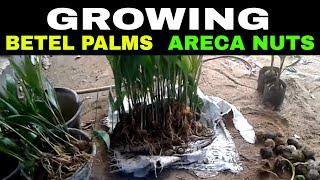 GROWING BETEL PALMS (Areca nuts) in Rural Thailand