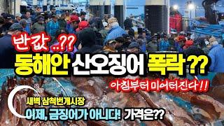 산오징어 터졌다! 4시간만 열리는 번개어시장?? 삼척회센터 반가격 오징어? 삼척번개시장 공개