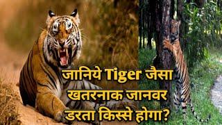 tiger duniya mein kisse darta hai | fear of tiger  | @nitinzinformationalvideos