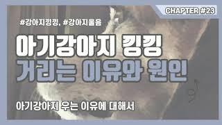 아기강아지 낑낑거리는 이유와 원인