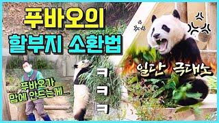 [ep.160] 온몸으로 할부지를 부르는 프로협박곰 푸바오‍️/ 영상을 클릭하는 순간!!! 푸바오와 같이 종일 뛰는겁니다잉!!/ 에버랜드 판다월드