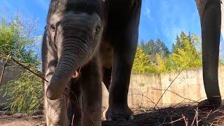 Baby Elephant Tula Explores Outside For The First Time