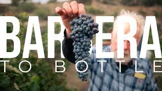 Cultivating Wine Grapes on a 2-Acre Estate Vineyard | PARAGRAPHIC