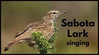 SABOTA LARK singing and mimicking a Malachite Sunbird