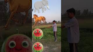 Elephant Horses Tiger lion #shortsfeed #vfxmahjabeen #shorts #viralvideo #vfxshorts #vfx