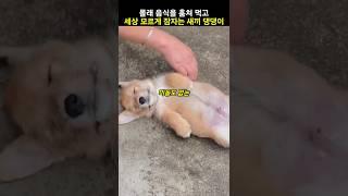 몰래 음식을 훔쳐 먹고 세상 모르게 잠을 자는 새끼 귀여운 댕댕이