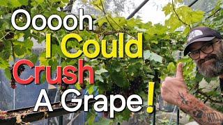 Making Grape Juice | Sowing Seeds for Overwintering | Dave's Allotment Garden