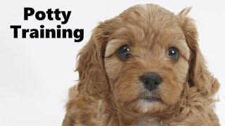 How To Potty Train A Cavapoo Puppy - Cavoodle House Training Tips - Housebreaking Cavapoo Puppies