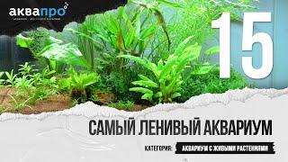 15. Самый ленивый аквариум. Аквариум с живыми растениями