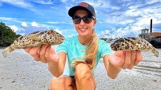 TOXIC Puffer Fish {Catch, Clean & Cook} Toadies