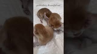 골드브리티쉬숏헤어 아가탄생 #lovecats #예쁜고양이 #cats #british #catvideo #castagram #catlover #고양이영상