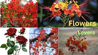 flower | garden | flowers | nature | happy rony blogs | flower lovers |