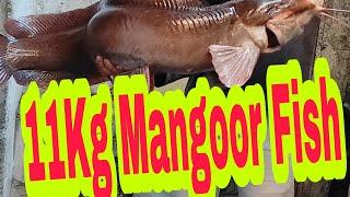 11Kg Indian Catfish Mangoor Fish Mangoora Fish Fishing #fishfarming #fish  #Fishing  #Trending