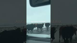 Cows have the right of way on the roads in Idaho.