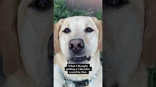 Don’t Watch!! Unless you LOVE Labs ️ #shorts #labrador #life #dogshorts