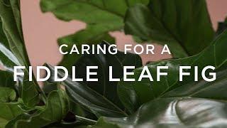 How To Care For A Fiddle Leaf Fig