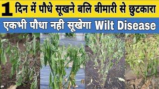 1 दिन में पौधे सूखने बलि बीमारी से छुटकारा | Wilt Disease In Plants | fusariam wilt | nematode wilt