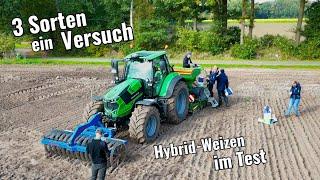 Weizenanbau auf Grenzstandorten? Hybridweizen macht es möglich / 3 Top Sorten im Vergleich