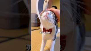 This cat is so stupid and cute, it looks like a small child...lol