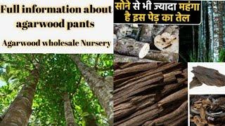 Full information about agarwood plants || Wholesale Nursery of Agarwood plants || Ahmed Nursery