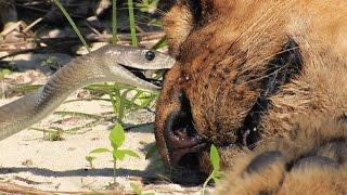 Black Mamba Bites Lion Stock Footage 01