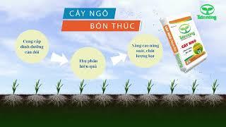 TVC NPK Cây Ngô Tiến Nông - Dinh dưỡng chuyên dùng cho cây ngô