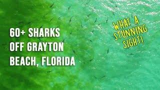 60 or more sharks gather off Grayton Beach, Florida coast - 2019