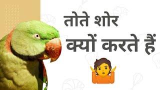 Alexandrine Parrot Shor Kyu Karte Hai / पहाड़ी तोते क्यों चिल्लाते हैं